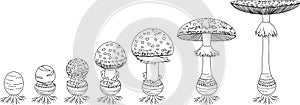 Coloring page with life cycle of fly agaric mushroom. Stages of fly agaric (Amanita muscaria) fruiting body matures